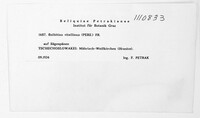 Bolbitius titubans image